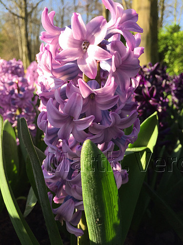 Hyacinthus Purple Voice