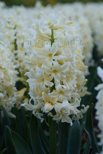 Hyacinthus Yellow Queen