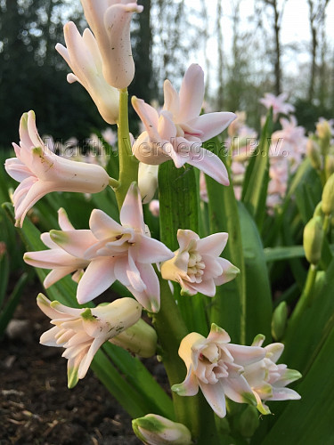 Hyacinthus Chestnut Flower