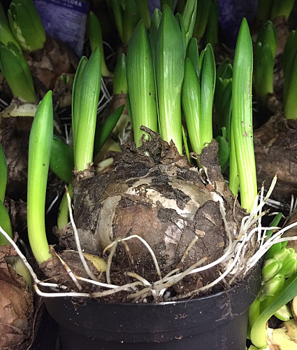 Hyacinthus Multiflora