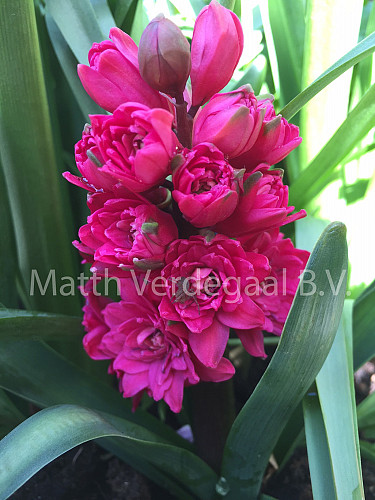Hyacinthus Hollyhock