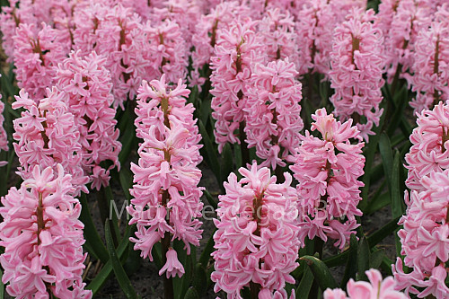 Hyacinthus Lady Derby