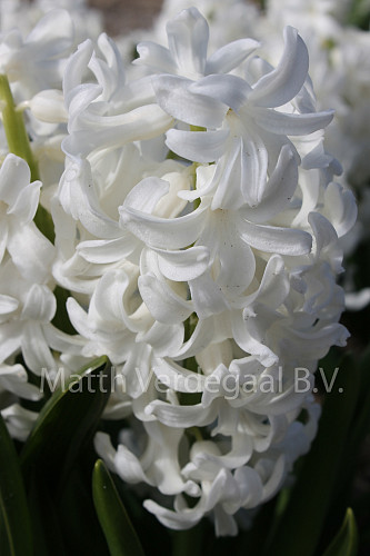 Hyacinthus Louvre