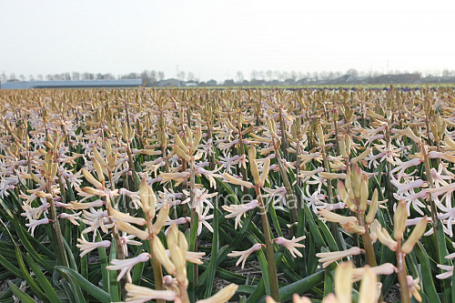 Hyacinthus Pink Festival