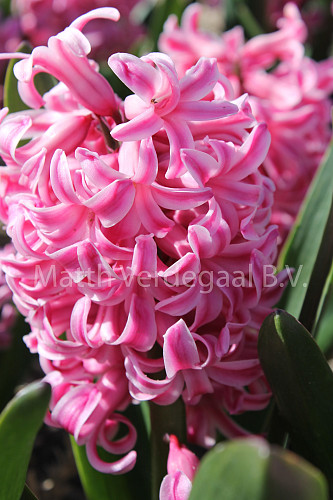 Hyacinthus Prince of Holland