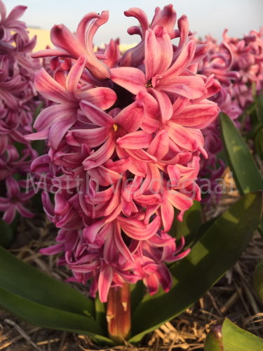 Hyacinthus Purple Pride
