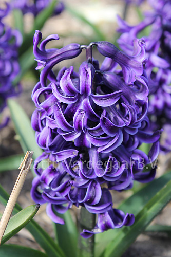 Hyacinthus Rembrandt