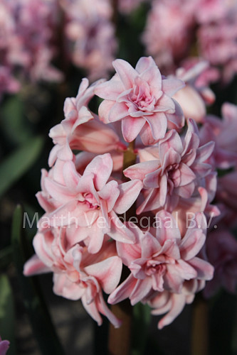 Hyacinthus Spring Beauty