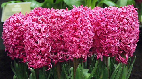 Hyacinthus Spring Joy