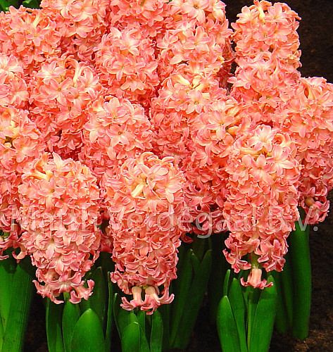 Hyacinthus Sweet Invitation