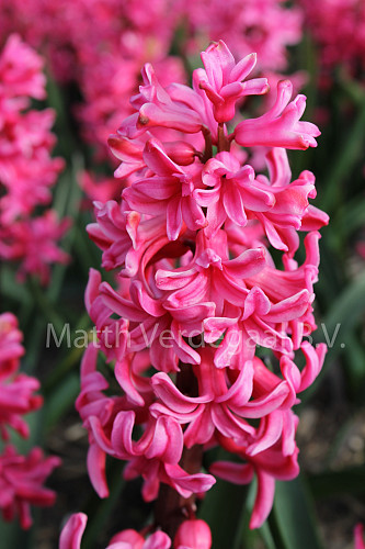 Hyacinthus Vuurbaak