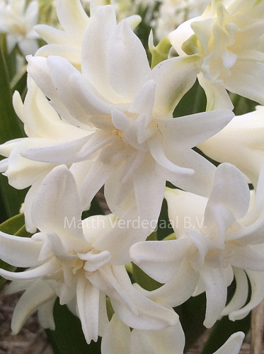 Hyacinthus Snow Crystal
