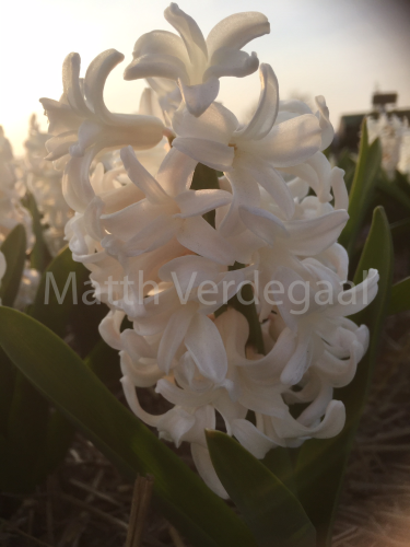 Hyacinthus Antartica