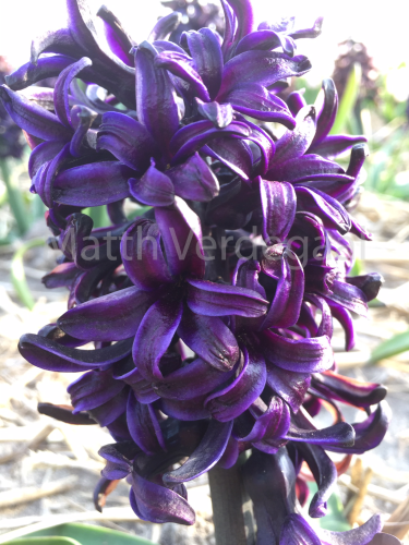 Hyacinthus Pacific Ocean
