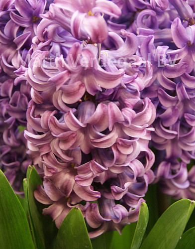 Hyacinthus Amarantia