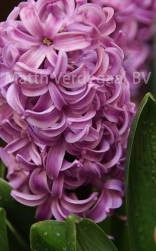 Hyacinthus Andorra