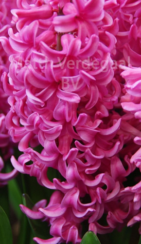 Hyacinthus Johanna