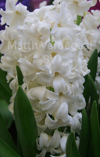 Hyacinthus Polar Giant