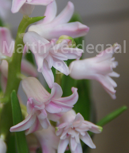 Hyacinthus Prince of Love