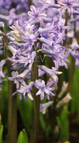 Hyacinthus Anastasia