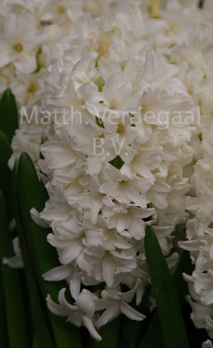 Hyacinthus Avalanche