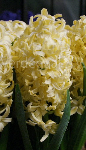 Hyacinthus Bonbini