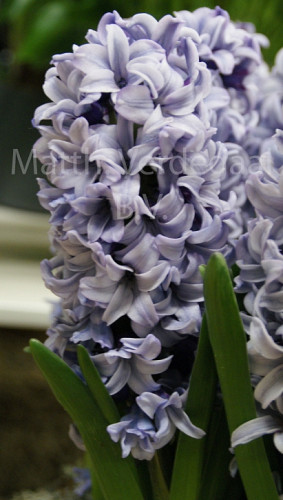 Hyacinthus Fresco