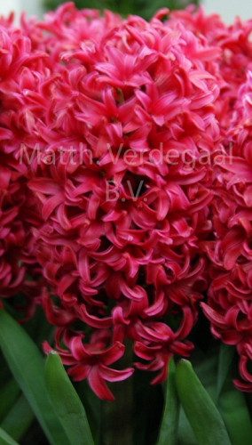 Hyacinthus Love Affair