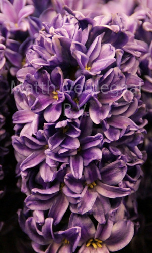 Hyacinthus Sky Mountain