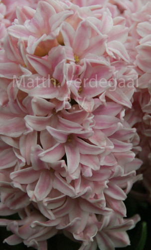 Hyacinthus Sorbonne