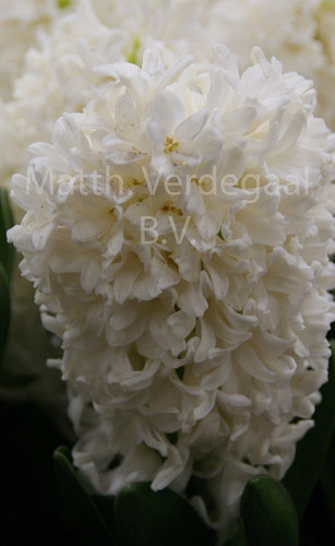 Hyacinthus White Ideal