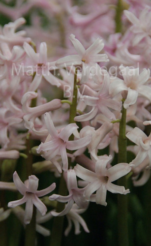 Hyacinthus Roze  Anastasia