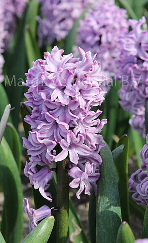 Hyacinthus Splendid Cornelia