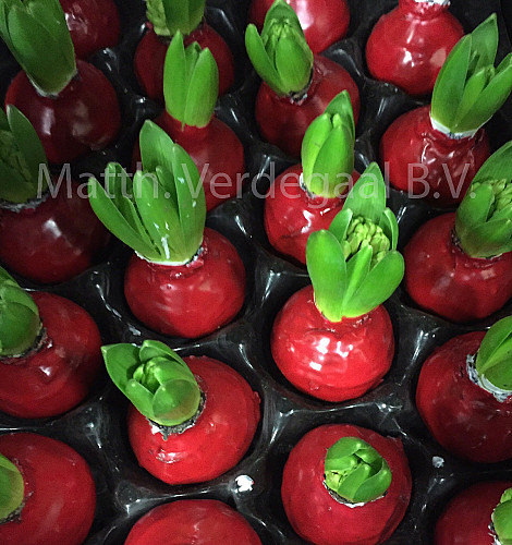 Hyacinthus Waxed