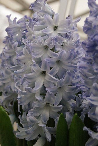 Hyacinthus Blue Eyes