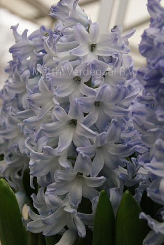 Hyacinthus Blue Eyes