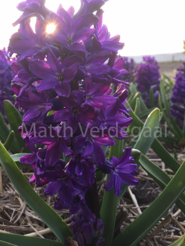 Hyacinthus Blue Magic