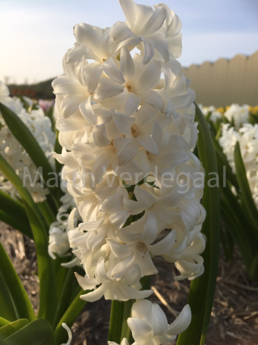Hyacinthus Pallas
