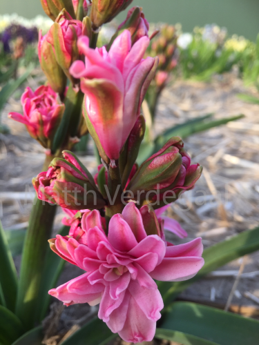 Hyacinthus Eros Dubbel