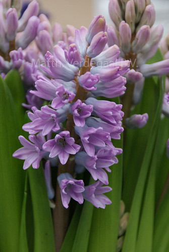 Hyacinthus Tophit