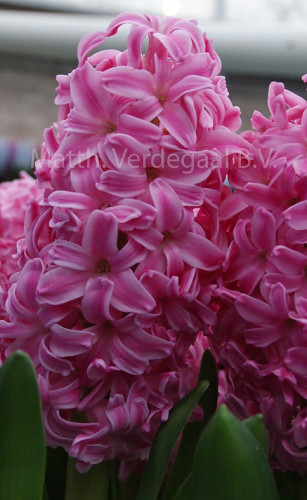 Hyacinthus Ibis