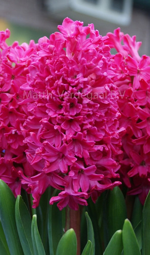 Hyacinthus Jan Bos