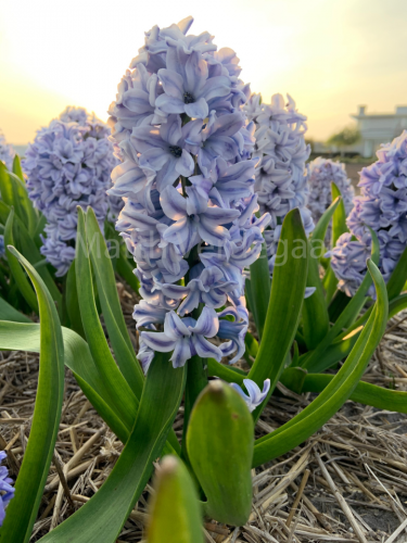 Hyacinthus Koh-I-Noor