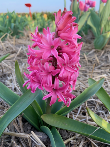 Hyacinthus Scarlet Pearl