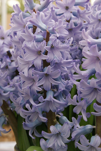 Hyacinthus Caribbean Dream
