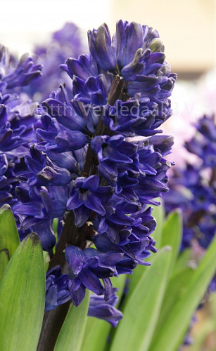 Hyacinthus Blue Saphire