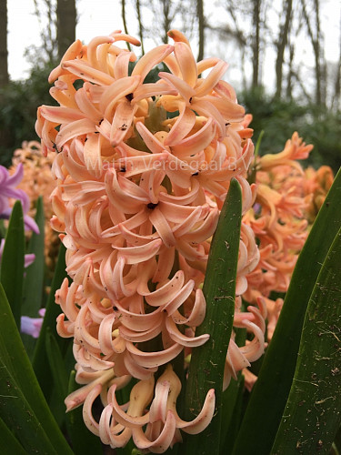 Hyacinthus Firelight