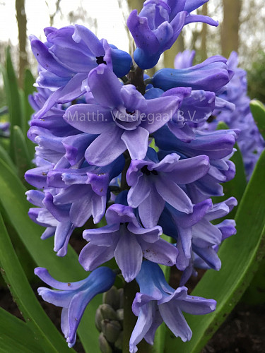 Hyacinthus Sky Planet