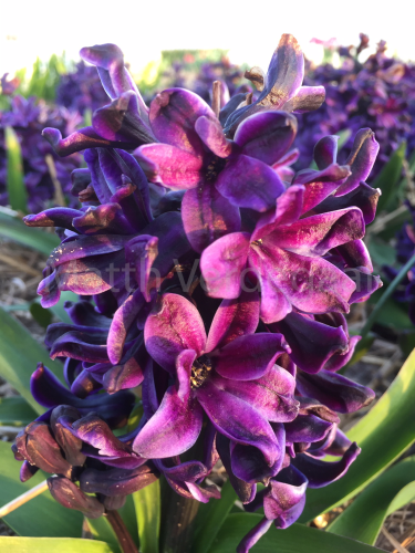 Hyacinthus Ocean Delight