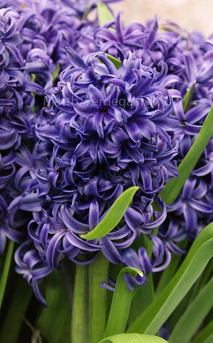 Hyacinthus Blue Pearl